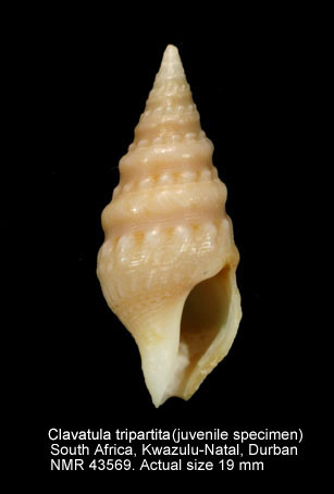 Clavatula tripartita.jpg - Clavatula tripartita(Weinkauff,1876)